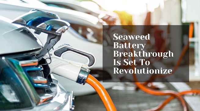 Seaweed Battery Breakthrough Is Set To Revolutionize
